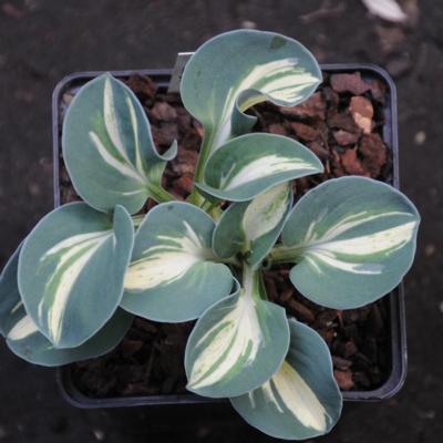 Hosta 'Snow Mouse' Hosta 'Snow Mouse'
